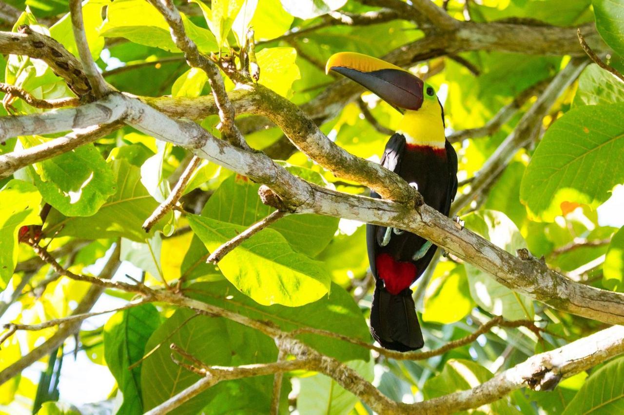 Lapa Rios Lodge By Boeena Puerto Jiménez Kültér fotó